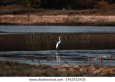 picture of a crane standing in the water.
