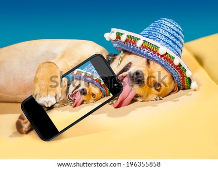 drunk chihuahua dog taking a selfie with smartphone