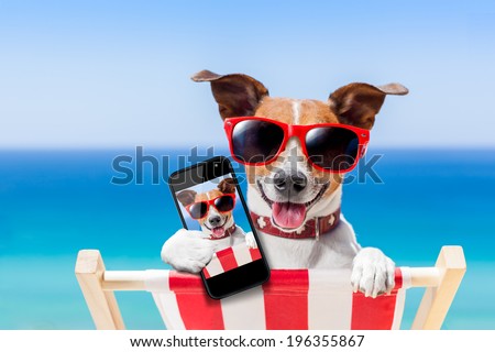 dog taking a selfie in summer holidays