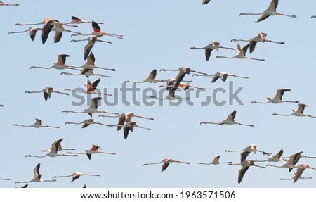 Multiple flamingos seen in Qatar during the winter