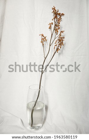Tree branch in vase with water on natural linen beige fabric background. Minimalistic interior decoration picture
