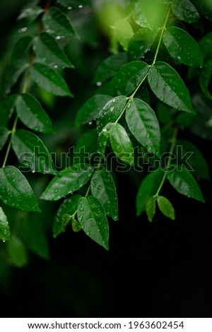 Close-ups of nature during the rainy season with water on the leaves, background images and green leaf patterns.