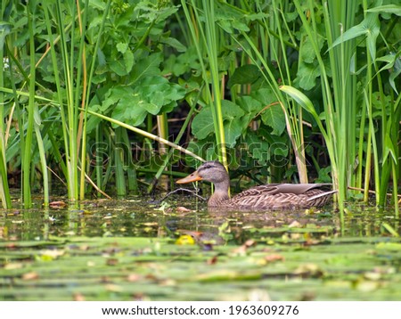 One mallard duck swims along the river among the tall grass on a summer day in the wild, close-up, side view.