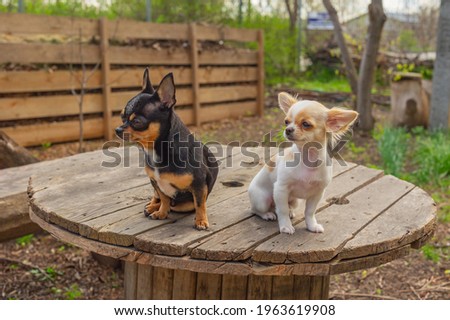 Two dogs are standing on garden table. Two chihuahuas puppy and adult dog for a walk in the garden.