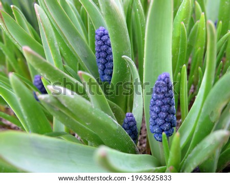 Muscari blue flowers start flowering