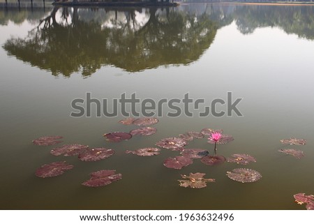 pink lotus in the pond with leaves and shadows of the trees at the top of the picture