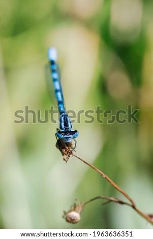 Beautiful damesfly Enallagma cyathigerum. Macro Shot. blue dragonfly is sitting on grass in a meadow. insect dragonfly close up macro.