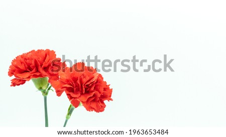 Carnations and Mother's Day image (white background)