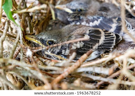 Juvenile baby Northern Mockingbirds in a bird nest in a ficus tree found near residence in Coral Springs South Florida in Broward County near Miami Dade, Palm Beach and Everglades National Park.