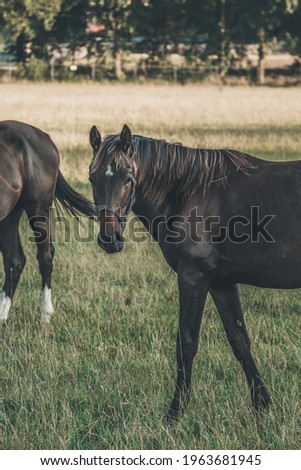 The horse (Equus ferus caballus) is a domesticated perissodactyl mammal of the Equidae family. It is a perissodactyl herbivore of great size, with a long and arched neck populated by long manes.
