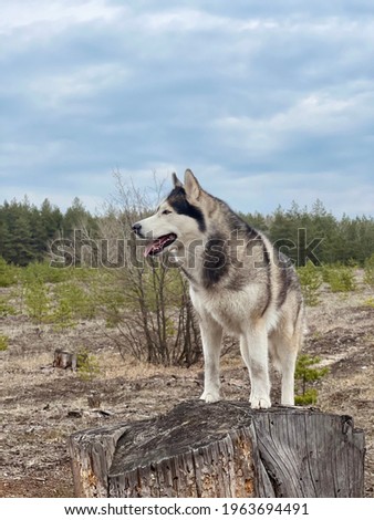 Siberian husky wolf stands on a high stump in a forest glade. Close-up photo