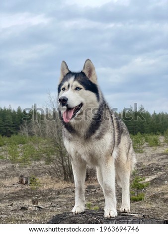 Siberian husky (wolf) stands on a high stump in a forest glade. Close-up photo