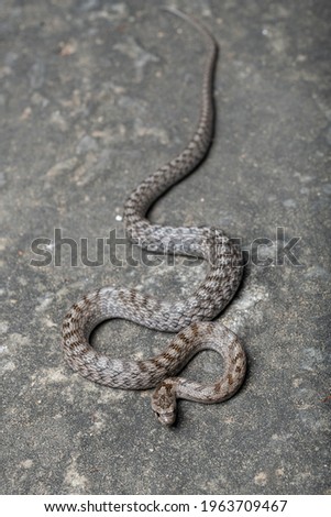 Southern smooth snake (Coronella girondica)