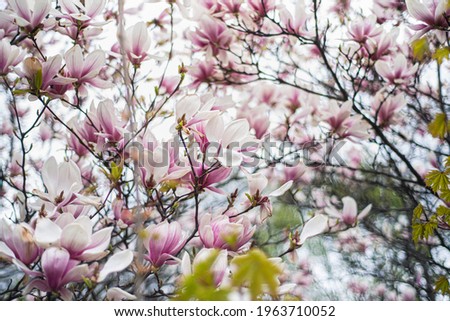blooming magnolia in early spring, fresh buds of pink magnolia in a city park, Magnolia "X Soulangeana" in Uzhgorod, nature awakening, large pink flowers close-up, copy space