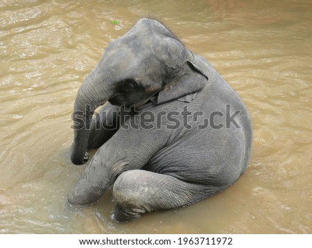 The picture of cute baby elephant 