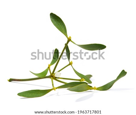 Viscum album, commonly known as European mistletoe, common mistletoe or simply as mistletoe, mistle. Isolated on white background.
