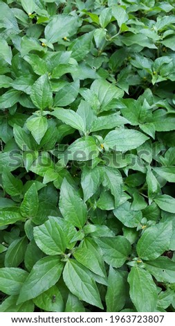 Synedrella flower leaves stock image photography