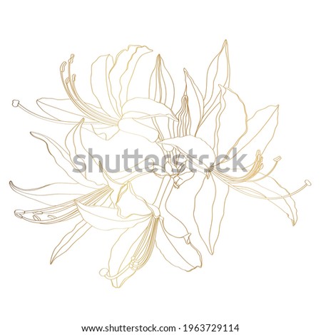 Rhododendron, oleander flower. Hand drawn spring blossoms golden poster. Engraved botanical line art. Vintage illustration.