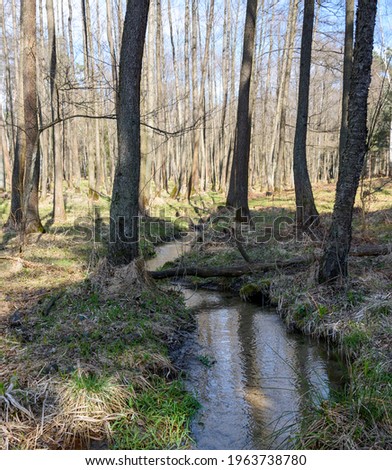 Photo of a stream in the forest