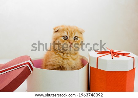 Portrait of a cute redhead kitten with a bow in a gift box.