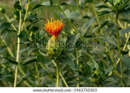 The beautiful and gorgeous yellow and red color flower that called Safflower seed oil is used for preventing heart disease, including hardening of the arteries