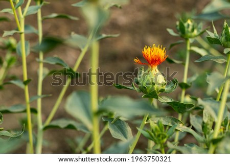 Safflower flower and seed oil is used for high cholesterol, heart disease, stroke, diabetes. The flower and oil from the seeds are used as medicine