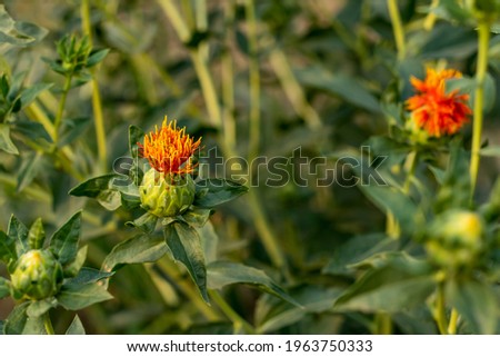 Natural yellow red green color plants Safflower flower also is a oil seed and so many names called Dyer's Saffron, American saffron, Flores Carthami, Saffron thistle etc