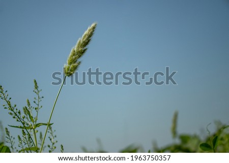 Hair or Fur or wool grass flower petals under the blue sky