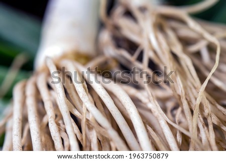 The tufted, fringed root of fresh onion. macro photograph