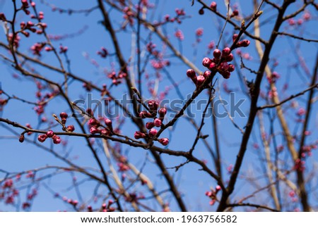 Beautiful pink peach tree flowers, opening and closed buds in blossom with deep colorful blue sky in early spring. Parts of the image are blurred due to shallow depth of field and large focal length