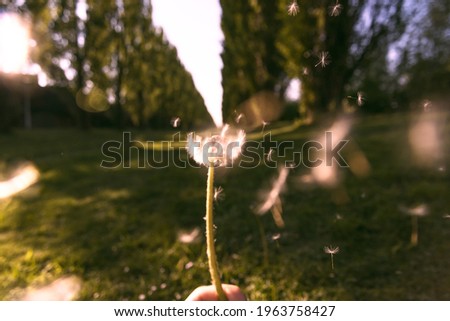 A selective focus shot of a dandelion in the wind