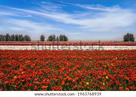 The field of luxurious garden spring buttercups. Picturesque multicolor floral carpet. Beautiful spring day. Israel. The concept of botanical, environmental and photo tourism