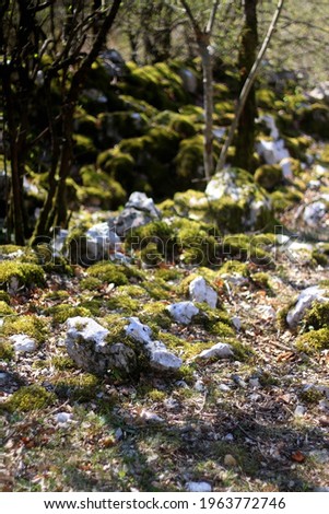 Moss growing on the rocks in a beautiful forest. Selective focus.