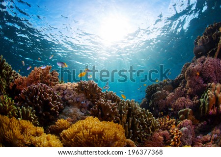 Underwater shot of vivid coral reef with fishes