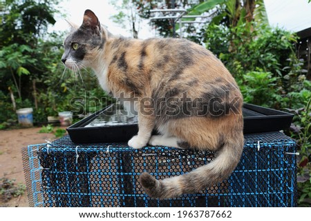 Brown-black female Thai cat with white legs sitting on a blue cage