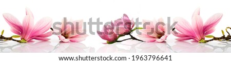 Panoramma whith pink flowers on white background   Royalty-Free Stock Photo #1963796641
