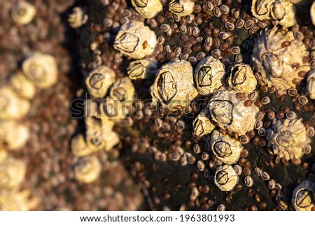 Closeup of Acorn barnacles (Semibalanus balanoides) Royalty-Free Stock Photo #1963801993