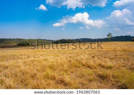 Blurred grass field and blue sky background