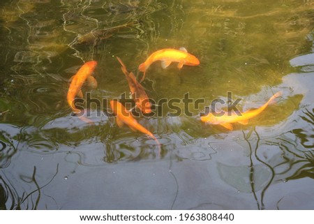 Abstract pattern of water refraction in goldfish in a pond at the park.