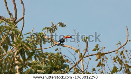 Toucan perched on the top of a tree 