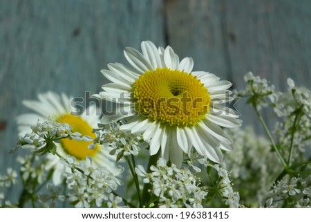 Flowers. Daisies. Bouquet of wildflowers. Vintage floral background.