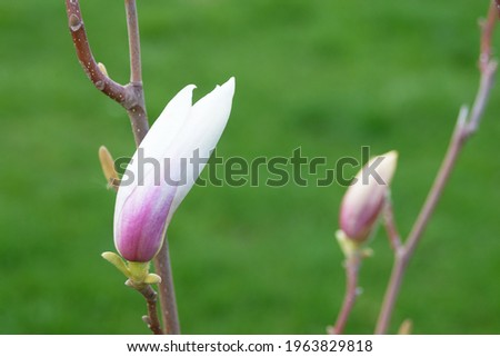 Unopened bud of Soulange Magnolia flower. A beautiful bright ornamental plant Magnolia soulangeana. Landscape design. Spring.
