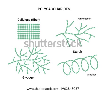 Vector illustration of polysaccharides examples. Starch, glycogen, and cellulose Royalty-Free Stock Photo #1963845037