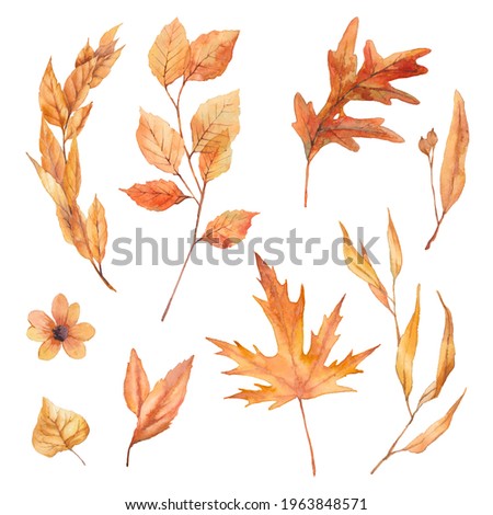 Watercolor autumn leaves set isolated on white background: branches, plants, flower, oak and maple leaves