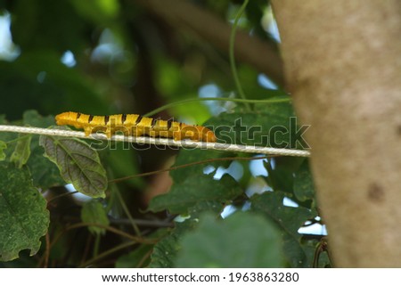 yellow caterpillar with black dots and stripes