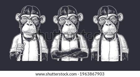 Monkey businessman dressed in the shirt and suspender. Three different poses. Vintage white engraving illustration for poster. Isolated on black background