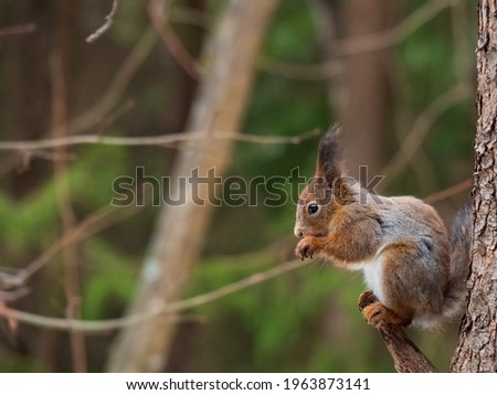 Gray or red squirrel during the spring coat color change. The animal sits on a pine tree and poses for the camera for food. The concept of a postcard or advertisement with animals. Copy space.