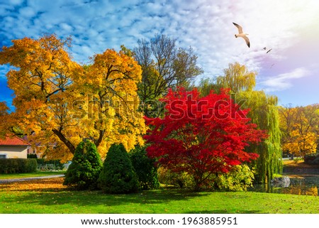 Autumn scene, fall,  red and yellow trees and leaves in sun light. Beautiful autumn landscape with yellow trees and sun. Colorful foliage in the park, falling leaves natural background
