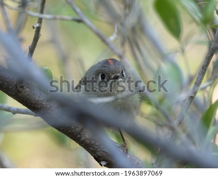 Adult Ruby-crowned Kinglet in Spring
