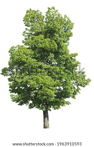 Tilia tree isolated on white background. Cut Out Tree Royalty-Free Stock Photo #1963910593